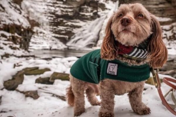 Férias de Inverno Pet-Friendly