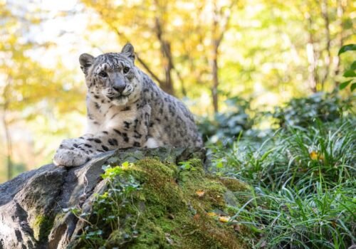 Ingresso para o Zoológico do Central Park