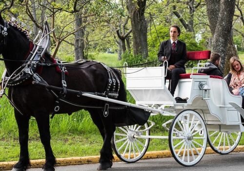 Passeio de Carruagem com Cavalo pelo Central Park em Nova York