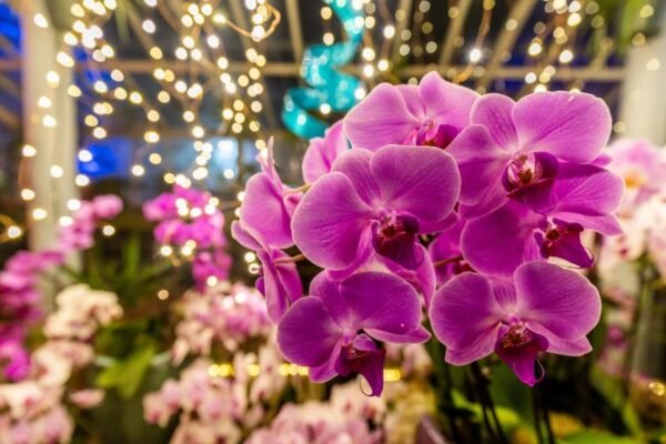 14 Atividades Imperdíveis em Nova York em Março